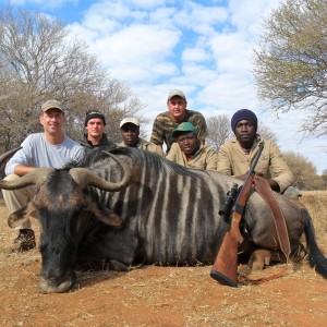 Blue Wildebeest hunt in South Africa