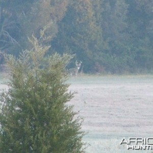 Bubba and the rut, Louisa, VA 2007