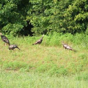 Turkey, Louisa, VA