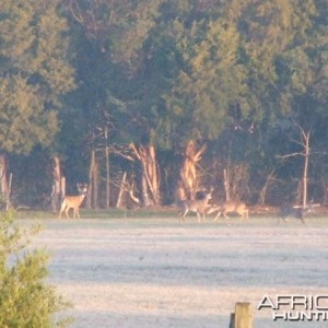 The rut is on, Louisa, VA 2007