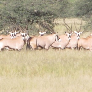 Gemsboks South Africa