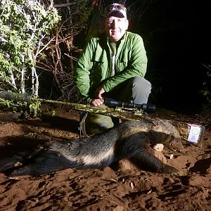 African Honey Badger Hunt South Africa