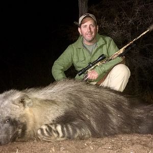 Brown Hyena Hunting South Africa