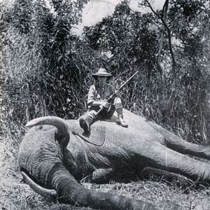 Hunting Elephant