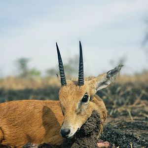 Tanzania Hunting Oribi