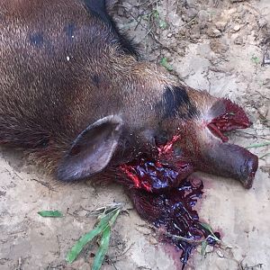 Hog Hunt USA