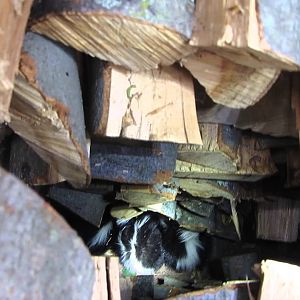 Skunk in the woodpile