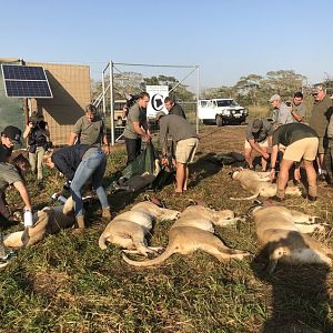 Twenty Four Lions reintroduced to Zambeze Delta of Mozambique