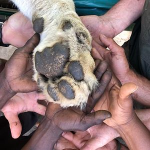 Twenty Four Lions reintroduced to Zambeze Delta of Mozambique