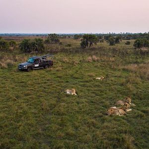 Twenty Four Lions reintroduced to Zambeze Delta of Mozambique