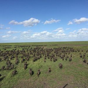 Twenty Four Lions reintroduced to Zambeze Delta of Mozambique