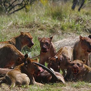 Twenty Four Lions reintroduced to Zambeze Delta of Mozambique