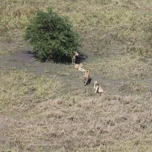 Twenty Four Lions reintroduced to Zambeze Delta of Mozambique