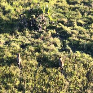 Twenty Four Lions reintroduced to Zambeze Delta of Mozambique