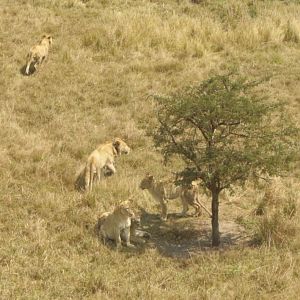 Twenty Four Lions reintroduced to Zambeze Delta of Mozambique