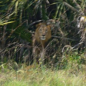 Twenty Four Lions reintroduced to Zambeze Delta of Mozambique