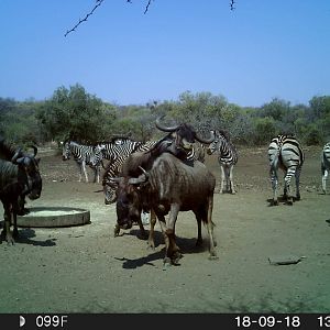 South Africa Trail Cam Pictures Blue Wildebeest & Burchell's Plain Zebra