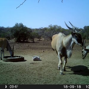 Trail Cam Pictures of Eland in South Africa