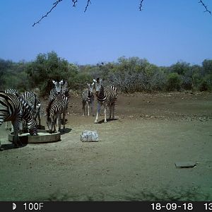 Trail Cam Pictures of Burchell's Plain Zebra in South Africa