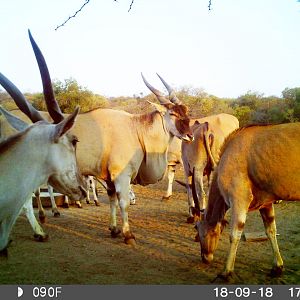 Eland Trail Cam Pictures South Africa