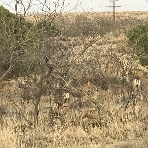 Mule Deer