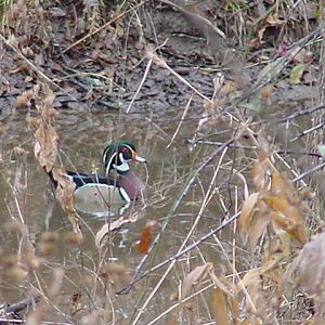 Wood Duck