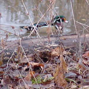 Wood Duck