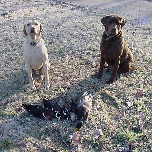 Wood Ducks & Duck Hunting