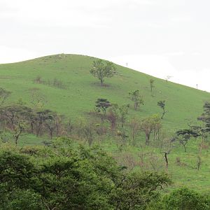 The Green Hills of Africa