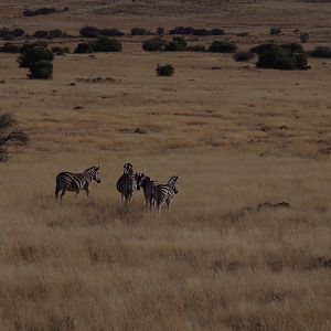 Burchell's Plain Zebra South Africa