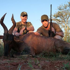 Red Hartebeest Hunt in South Africa