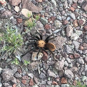 Tarantula West Texas USA