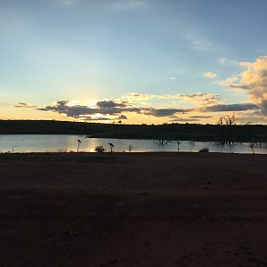 Dove Hunting Texas USA