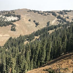 This is the heart where so many elk were hanging out