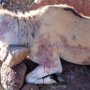 Hunt Eland in South Africa