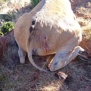 South Africa Hunting Eland