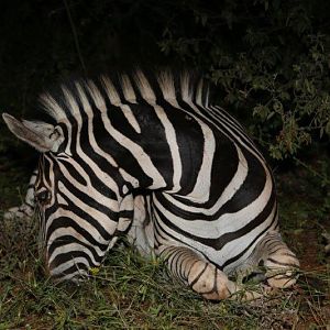 Burchell's Plain Zebra Hunting South Africa