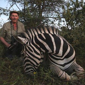 Hunt Burchell's Plain Zebra in South Africa