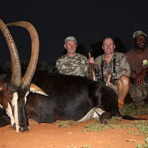 South Africa Hunt Sable Antelope