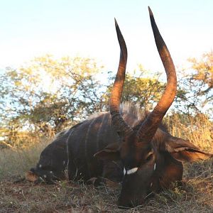 Nyala Hunt South Africa