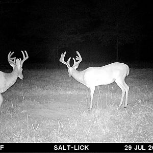 East Texas USA Trail Cam Pictures Deer