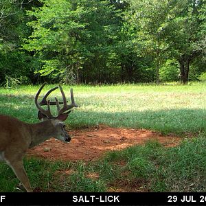 Trail Cam Pictures of Deer in East Texas USA