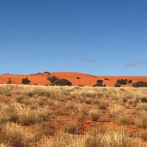 Kalahari Safari