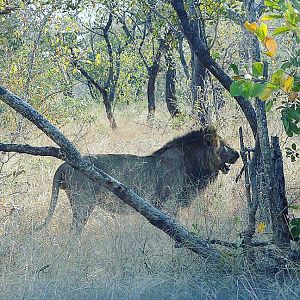 Young male lion found at an elephant carcass Lebombo, Southern Mozambique