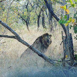 Young male lion found at an elephant carcass Lebombo, Southern Mozambique