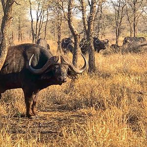 Impressive young herd bull in Lebombo Mozambique, He will be a brute of a bull in a few years time