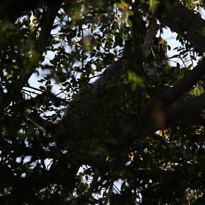 Baboon in the tree