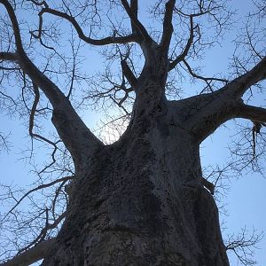 Baobab Tree Zimbabwe