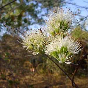 Shrubs Flowering