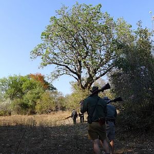 ZImbabwe Hunting Kudu